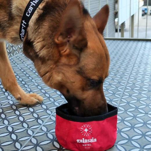 hotelgalassiarimini en pet-friendly 017